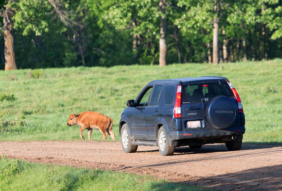 A car waits on a gravel road as a bison calf crosses the road. 