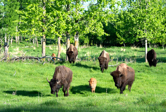 A small herd of bison walk through a grassy meadow.
