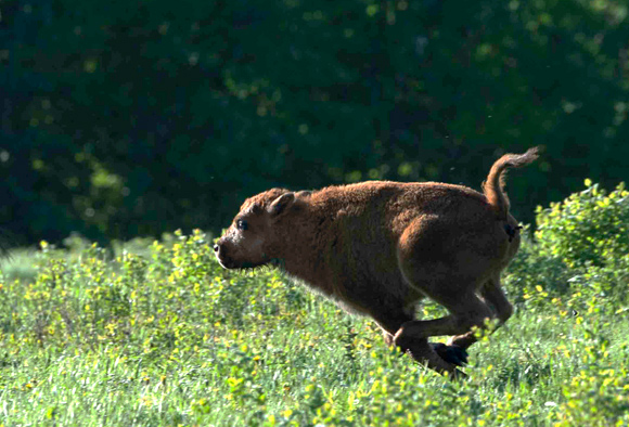 A bison calf runs fast through grass and shrub. The wind presses its fur against its body. 