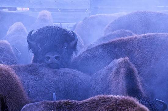 Enclos rempli de bisons. Un bison a mis sa tête derrière celle d'un autre.