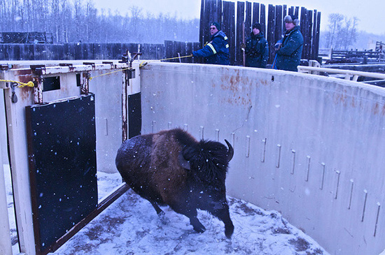 Running bison following a curved wall with snow falling.