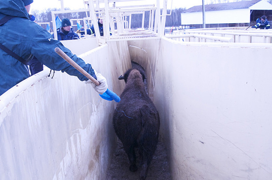 Un bison court le long d’un étroit couloir de métal; une personne située à sa gauche tient un drapeau bleu.