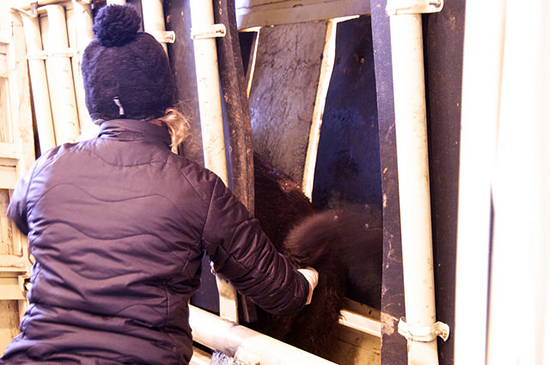 Une personne tend le bras à travers la porte d'une cage et l'insère dans l'anus d'un bison.