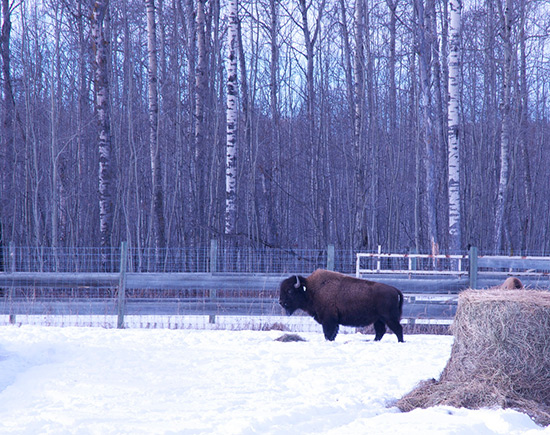 A lone bison stands in a large, snow covered, fenced enclosure with a round hay bale in the left foreground.