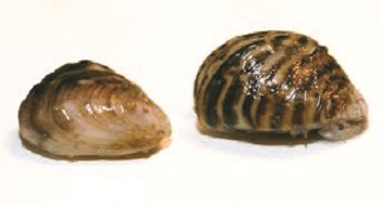 Quagga mussel and Zebra mussel.