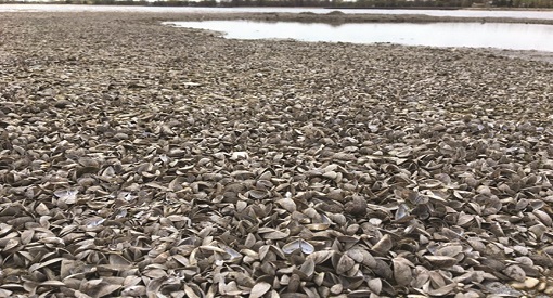 A beach covered in mussels along Lake Winnipeg