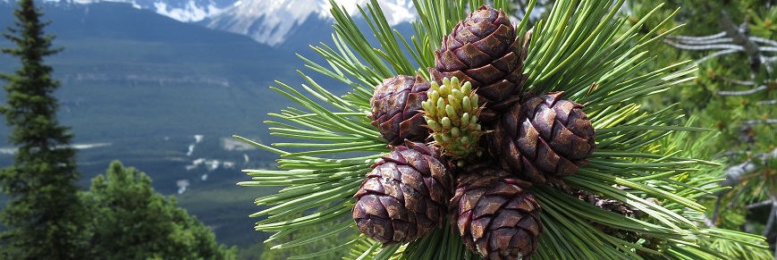 Whitebark pine cones