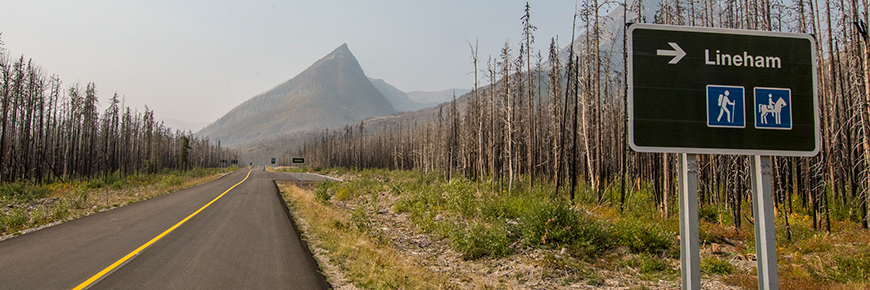 Une route avec des arbres brûlés des deux côtés et une montagne en arrière-plan.