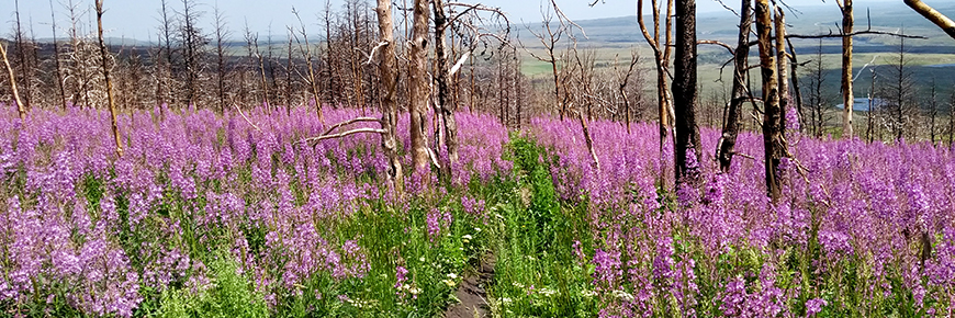Purple flowers bloom amongst the trunks of trees burned in the 2017 Kenow wildfires