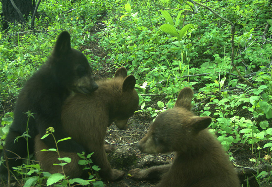 Three black bear cubs – one black, two brown - on a wildlife trail surrounded by green vegetation.