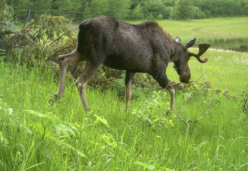 A bull moose walks toward a lake through green vegetation.