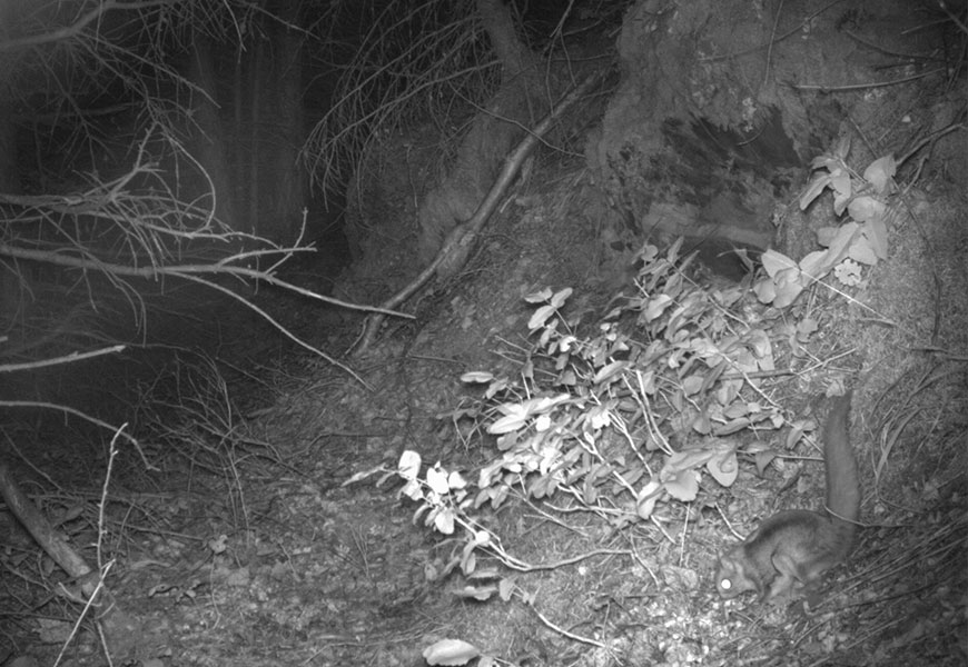 A flying squirrel on the ground of a forest at night.