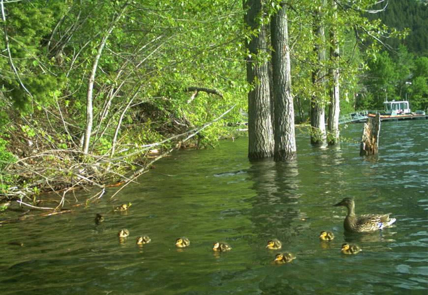A female mallard duck and ten ducklings swim in the water adjacent to a forested lakeshore.