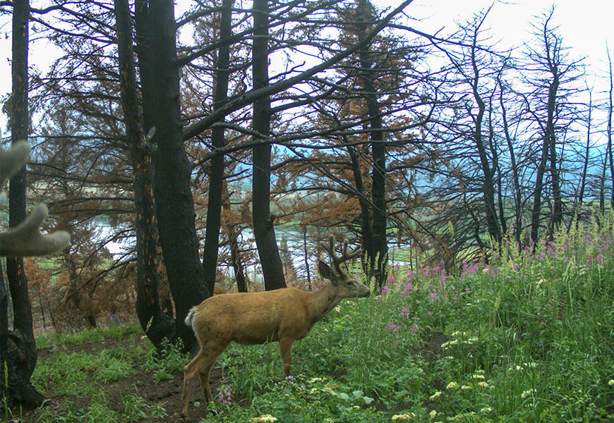 A mule deer is grazing green plants in an area where the ground and trees are otherwise blackened by fire. A second deer is visible by its antlers on the left side of the image.