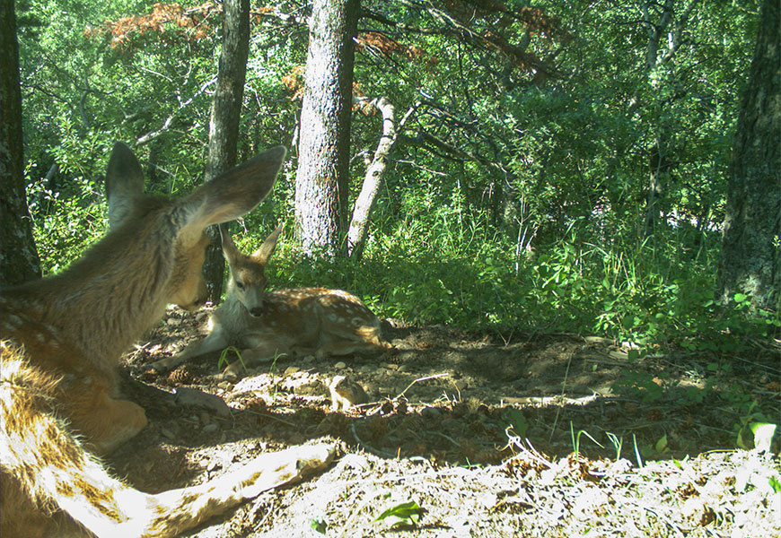 Deux faons tachetés du cerf-mulet se reposent dans une forêt ombragée en regardant un spermophile du Columbia qui a la bouche pleine d’herbe sèche.