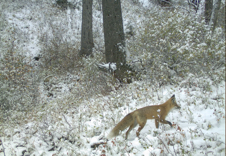 A red fox walks through snow with a forest in the background.