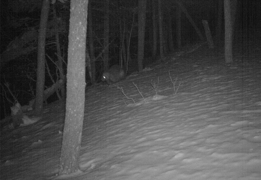 The dark figure of a wolverine moves through a forest and deep snow at night.