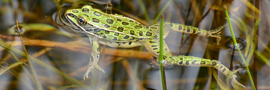 Northern leopard frog in the water