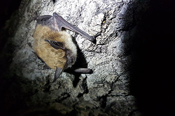 Long-eared bat sitting on log