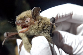 Researcher holding a little brown bat
