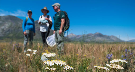 Parks Canada and Calgary Zoo staff monitoring butterflies on grasslands in in Waterton Lakes National Park