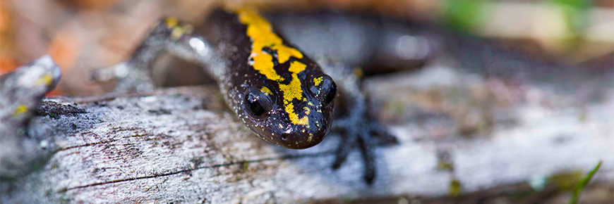 Une salamandre est assise sur un morceau de bois.