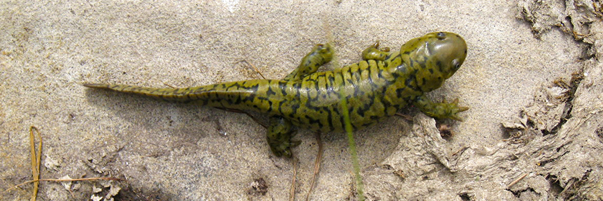 A tiger salamander on a stone