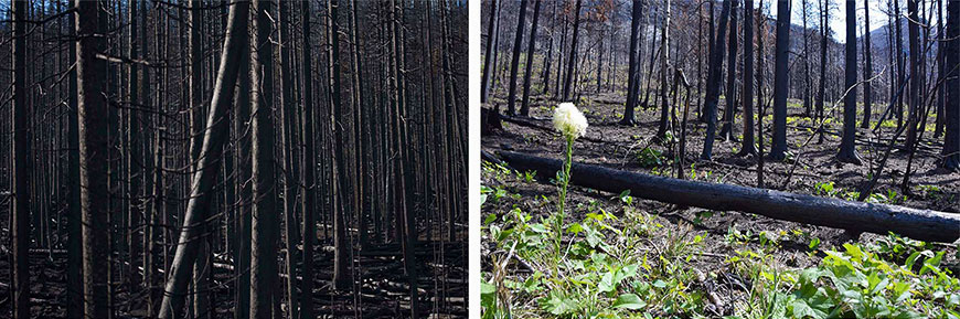 Comparaisons de certains secteurs touchés par le feu de Kenow : une photo datant de septembre 2017 et une autre de juin 2018, forêt de pins tordus latifolés.
