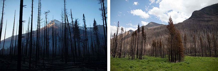 Comparaisons de certains secteurs touchés par le feu de Kenow : une photo datant de septembre 2017 et une autre de juin 2018, forêt de conifères.