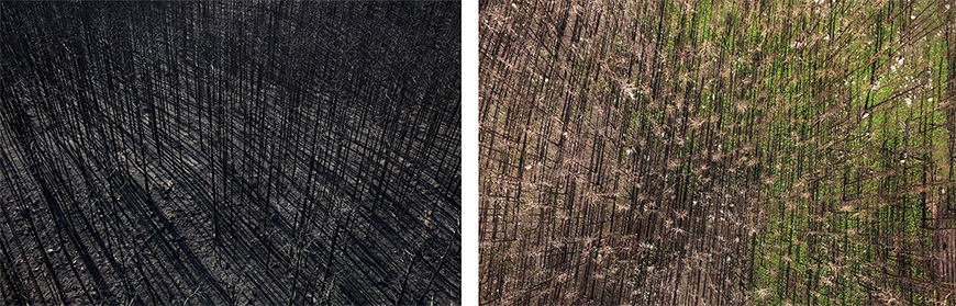 Comparaisons de certains secteurs touchés par le feu de Kenow : une photo datant de septembre 2017 et une autre de juin 2018, Forêt de pins tordus latifolés.
