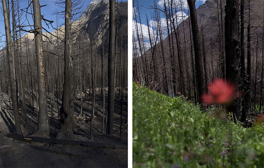 Comparaisons de certains secteurs touchés par le feu de Kenow : une photo datant de septembre 2017 et une autre de juin 2018, Forêt de conifères.