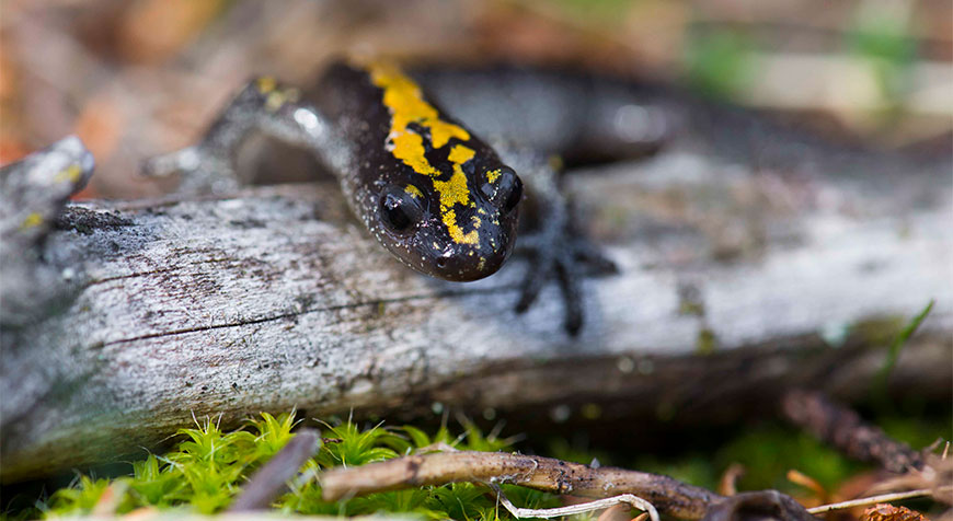 A long-toed salamander