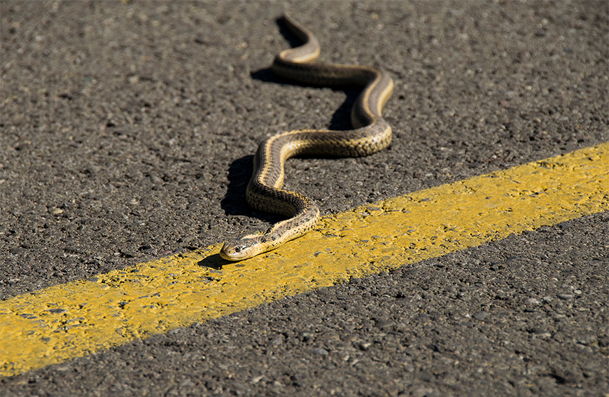 A garter snake on the road
