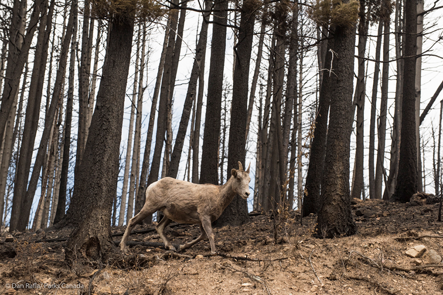 A big horn sheep in a forest
