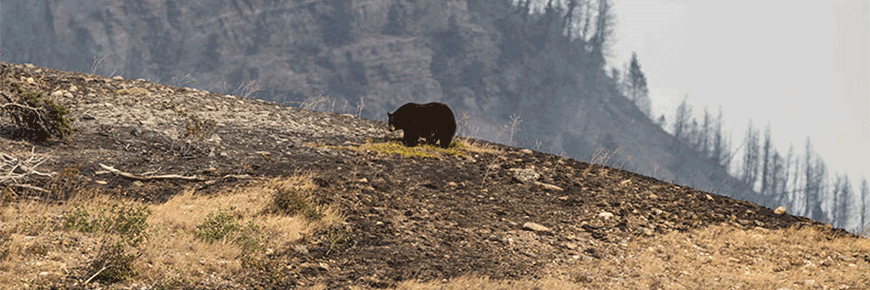 Un ours noir dans un paysage rasé par les flammes