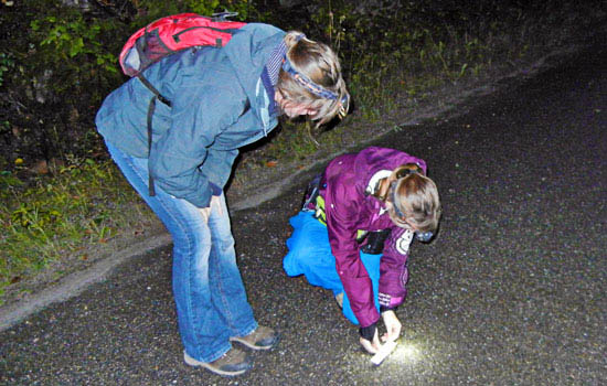Deux étudiants se penchent pour observer une salamandre avec une lampe de poche