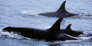 An adult and young Southern Resident Killer whale are photographed breaching side by side in the Salish Sea. 