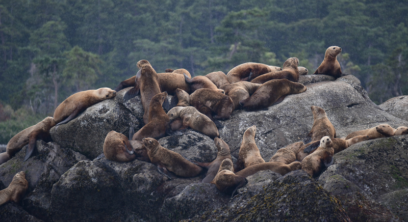 A group of Steller’s Sea Lions bask in the rain on a rocky outcrop in the Gulf Islands National Park Reserve.