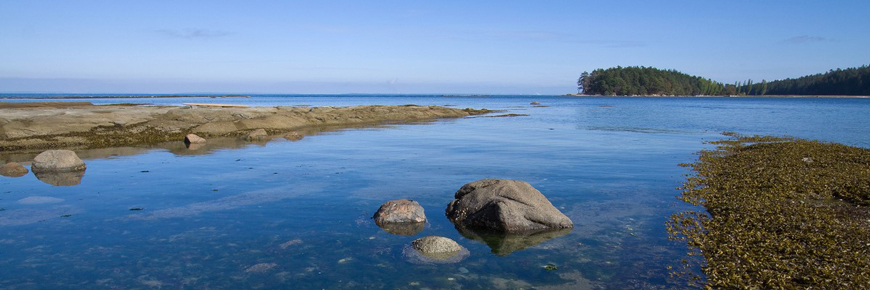 View of the ocean from Gulf Islands National Park Reserve, with several rocks and a bed of kelp in the foreground.