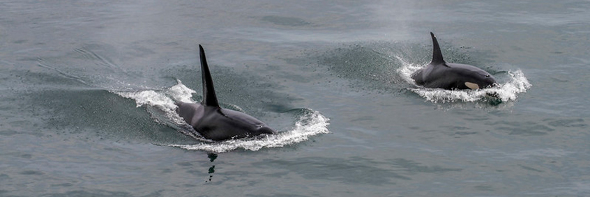 Two Southern Resident Killer Whales swim 