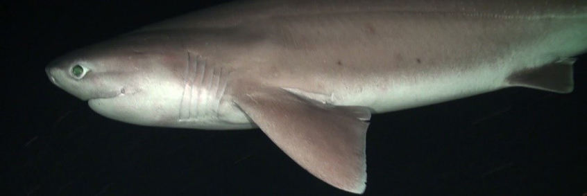 A bluntnose sixgill shark swims through the deep ocean.