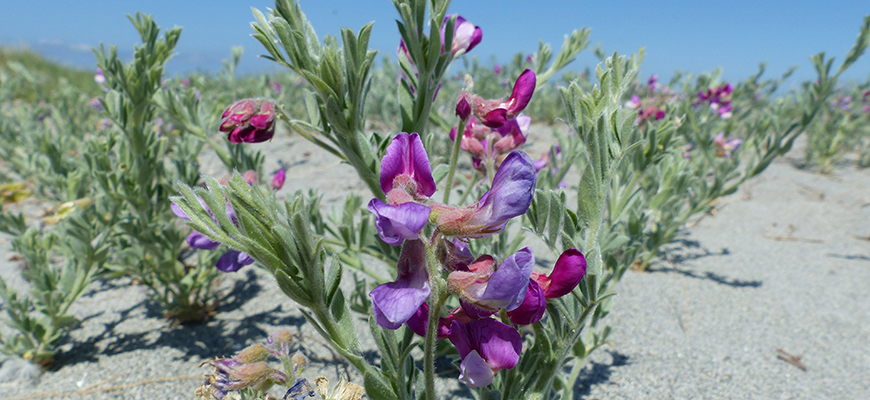 flowering Silky Beach Pea plant in the sand.