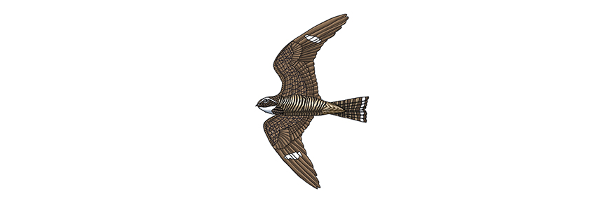 Illustration of a common nighthawk