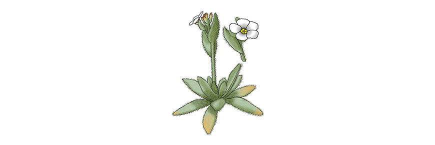 Illustration of a slender popcornflower plant