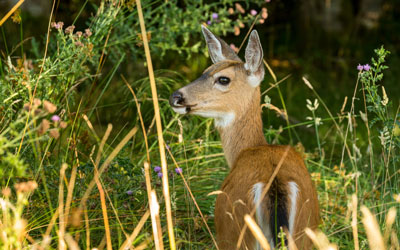Black tailed-deer in forest (native species).