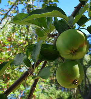 Pommes dans un arbre