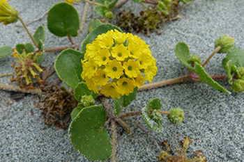 Close-up of flowering yellow sand-verbena growing on the sand.