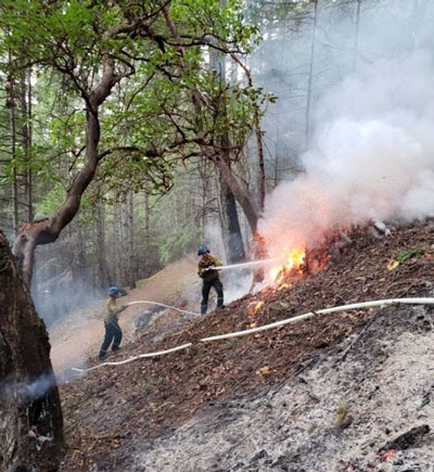 Two firefighters are fighting a bush fire in the forest with a fire hose.