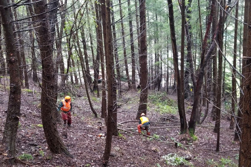 Two Parks Canada employees are assessing hazard trees in the forest