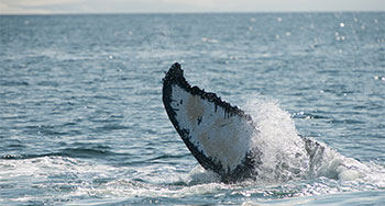 Nageoire pectorale de baleine grise